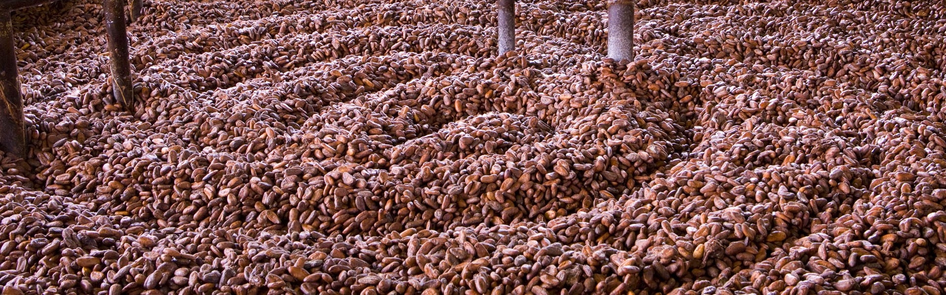 Lebensmittelsicherheit ist das Herzstück bei Olam Cocoa