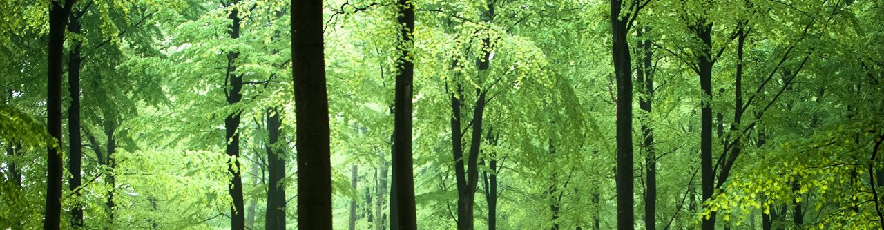 Shell Nachhaltigkeit und Schmierstoffe: Bild Blick in den grünen Wald